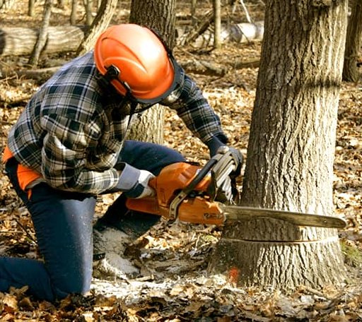 Tree Removal in Ford, KS